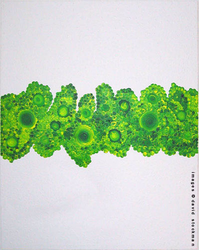 a green line