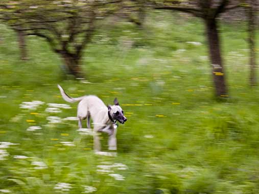 dog in the orchard