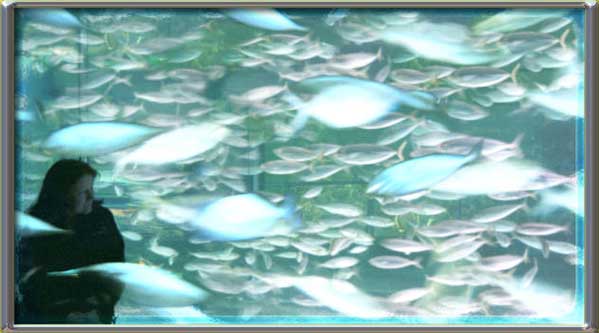 And all the fish are swimming in the water